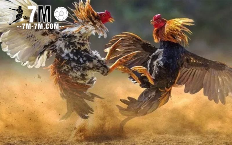 Hướng dẫn cách đặt cược đá gà FB88