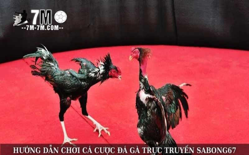 Làm sao để bắt đầu chơi cá cược đá gà trực tuyến Sabong67?