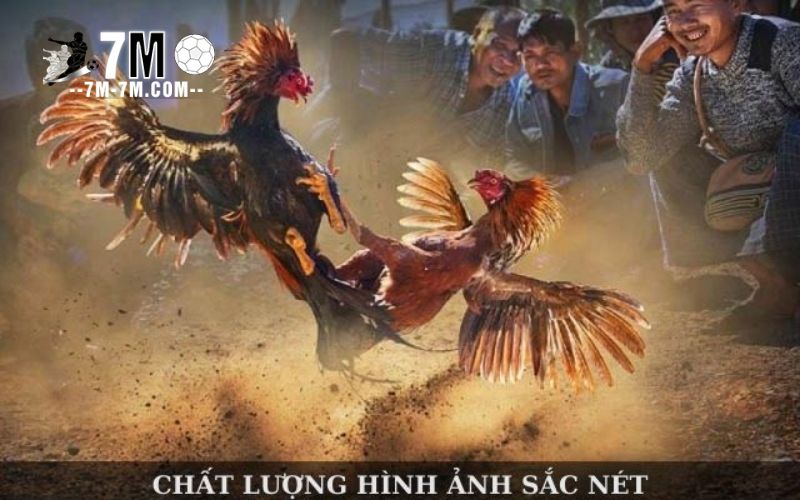 Lý do cá cược đá gà trực tuyến Sabong67 thu hút người chơi