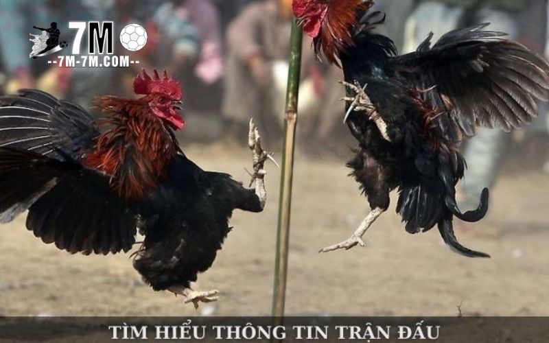 Mẹo chơi cá cược đá gà trực tuyến Sabong67 hiệu quả hơn